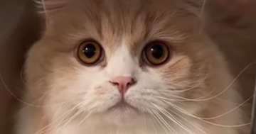 キャリーケースを置いて猫に『病院いくよ、入って』と伝えたら…驚きの行動と『まさかの展開』が54万再生「天才すぎる」「想定外だったかｗ」