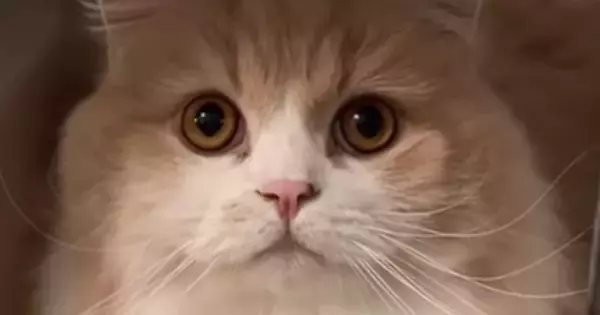 キャリーケースを置いて猫に『病院いくよ、入って』と伝えたら…驚きの行動と『まさかの展開』が54万再生「天才すぎる」「想定外だったかｗ」