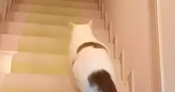 出張から帰ったパパを真っ先に出迎えた猫→足に抱きついて甘えていると…『予想外の展開』に反響「大好きな証拠ｗ」「可愛らしい」