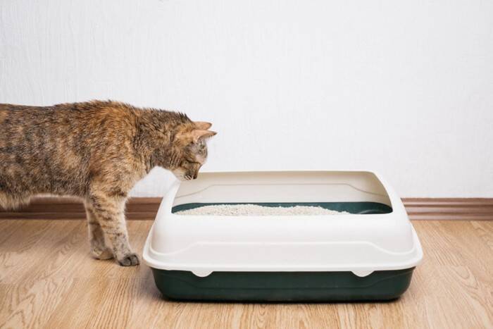 猫が守っている『トイレのルール』5つ　こだわりがあるのはなぜ？快適な環境の整え方まで