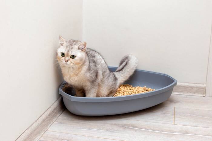 猫が守っている『トイレのルール』5つ　こだわりがあるのはなぜ？快適な環境の整え方まで