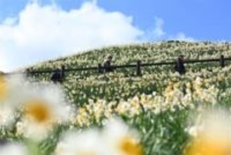 野母崎を白く彩るスイセン1000万本　長崎市の恐竜パーク、1月31日から「のもざき水仙まつり」