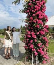 鹿児島・鹿屋市の国内最大「かのやばら園」満開　今年で20周年