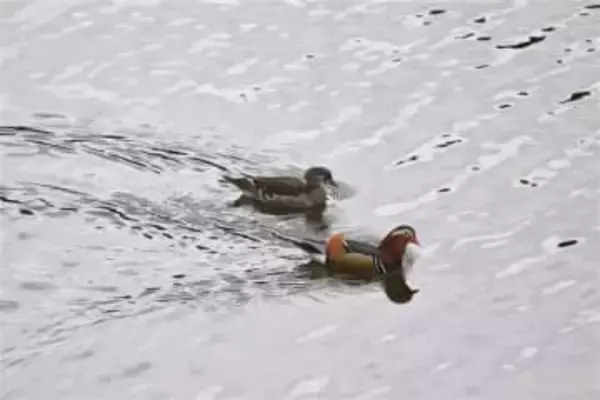 長崎県の「県鳥」なのに…　オシドリ飛来減　対馬除く県内　環境悪化影響か