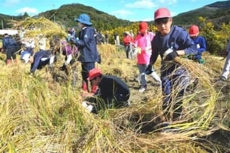 古代の赤米、小中学生ら50人が収穫　長崎県対馬・豆酘地区の住民と