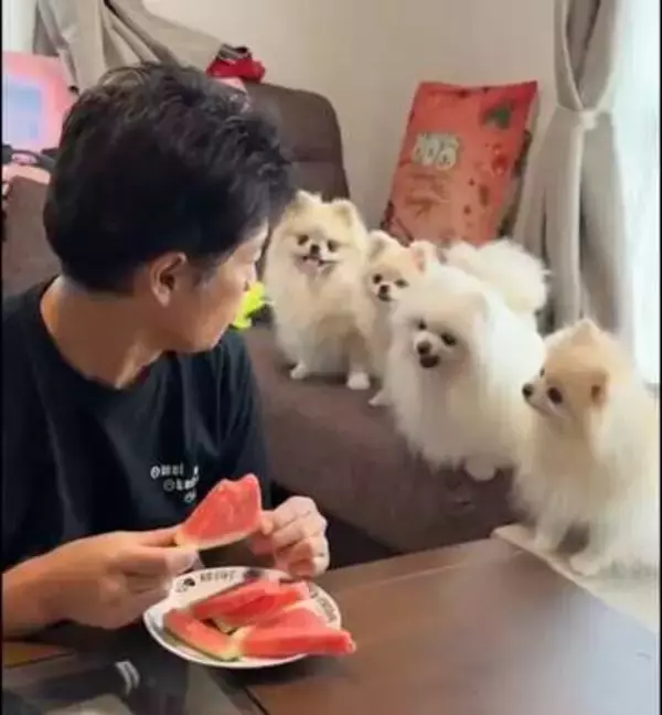 スイカを手にしたパパの横に4匹ポメが……無言の圧に「こんなに見つめられたら食べにくい」と反響