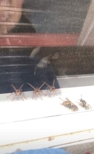ベランダの蜂を熱湯駆除⇒近づいてみると……〝背筋の凍る〟光景に「怒りが伝わってきてめっちゃ怖い」「気をつけて」