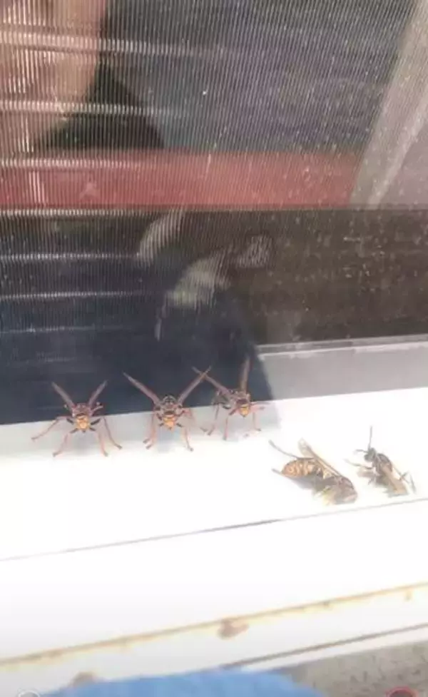 ベランダの蜂を熱湯駆除⇒近づいてみると……〝背筋の凍る〟光景に「怒りが伝わってきてめっちゃ怖い」「気をつけて」