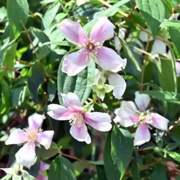 福岡市植物園で「世界一の花」国内初公開　甘く華やかな香り、5月10日まで展示