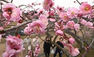 福岡・嘉麻市の梅林公園　甘～いウメ450本見頃