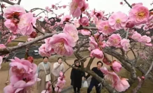 福岡・嘉麻市の梅林公園　甘～いウメ450本見頃