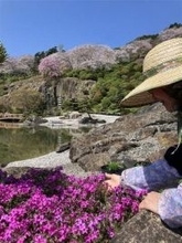 長崎・佐世保花園の芝桜が見頃に