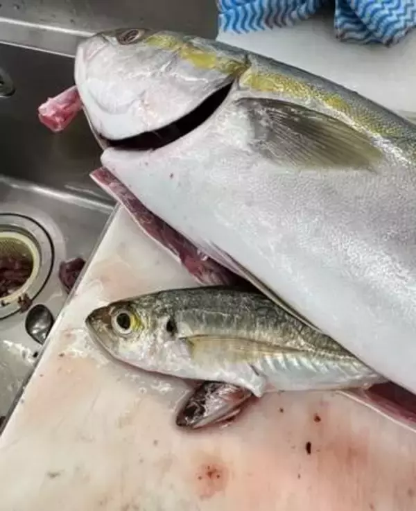 魚をさばいていたら  ⇒ 魚屋さんも「初めて見た」…中から出てきた〝驚きの光景〟に「解剖で同じことがあったのを思い出しました」