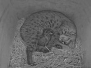 福岡市動物園で4年ぶりツシマヤマネコ誕生　母子ともに元気、性別はまだ分からず