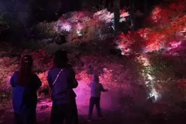 福岡・糸島の浮嶽幸花樹園、初の夜間開園が人気　5月6日までツツジのライトアップ