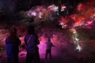 闇に浮かぶツツジ、初の夜間開園が人気　福岡・糸島の浮嶽幸花樹園