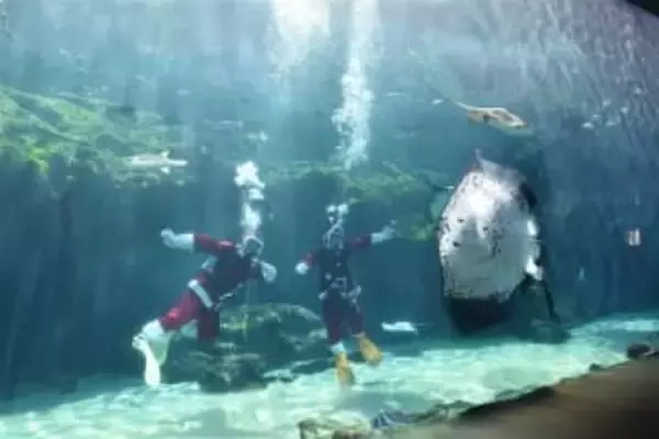 長崎・佐世保市「水族館海きらら」にサンタ姿のお掃除ダイバー　師走の日曜限定