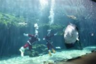 ［長崎県］サンタ姿のお掃除ダイバー　水族館海きらら　師走の日曜限定