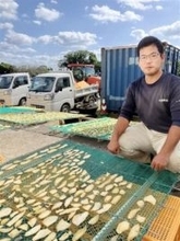 ［長崎県］かんころ餅　宇久島の活力に　進む人口減、高齢化…材料足りず　移住の若者らが支援、生産に弾み