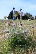 オキナグサ綿毛ふわり　佐賀と福岡にまたがる基山の希少植物見頃