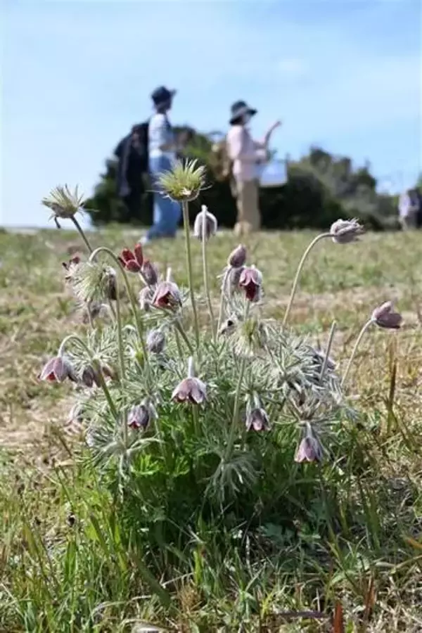 オキナグサ綿毛ふわり　佐賀と福岡にまたがる基山の希少植物見頃