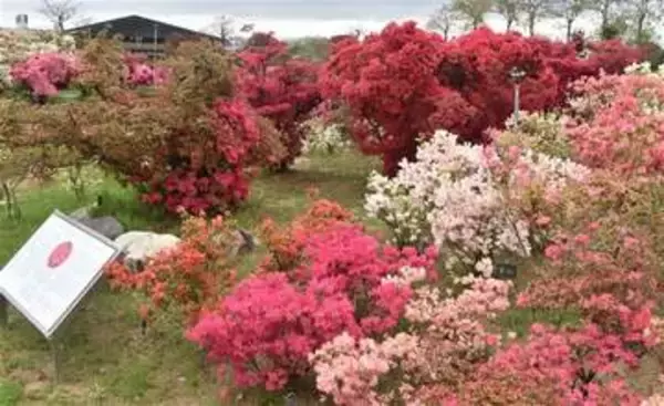 貴重な植物「ナショナルコレクション」　クルメツツジが九州初認定　福岡・久留米市で4月26日まで一般開放