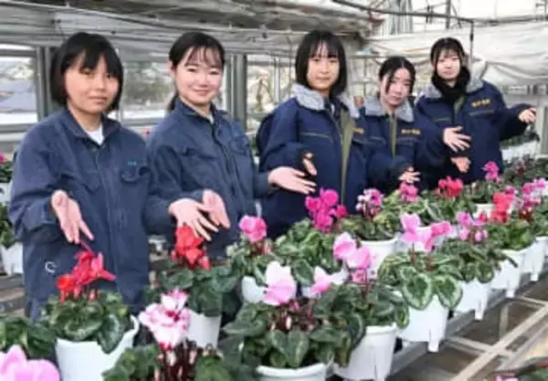 ［福岡県］鞍手竜徳高シクラメン販売　2月4日から200鉢　2、3年生　実習で栽培