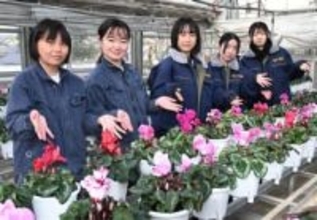 ［福岡県］鞍手竜徳高シクラメン販売　2月4日から200鉢　2、3年生　実習で栽培