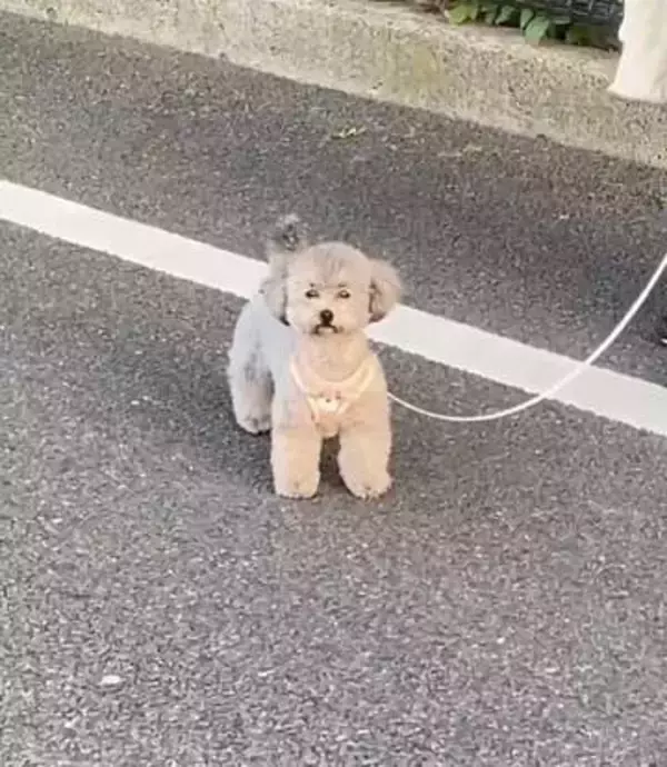 散歩中の犬「……ん？」 ⇒ 次の瞬間……わずか数秒の変化に思わずほっこり 151万回表示の投稿に「表情たまらん」