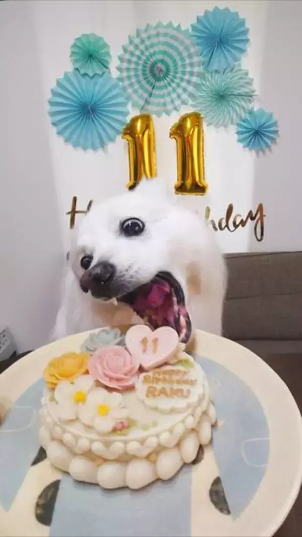 11年願い続けた「愛犬とケーキの笑顔」のはずが… 〝衝撃の1枚〟に「このワイルドさがいい」