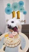 11年願い続けた「愛犬とケーキの笑顔」のはずが… 〝衝撃の1枚〟に「このワイルドさがいい」