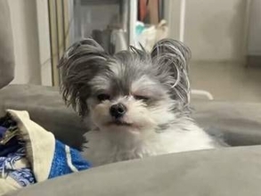 寝起きの犬、眠すぎて〝ヨボヨボ〟に…必死に我慢する姿に「体緩んだ」「かわいすぎて、たまらない」