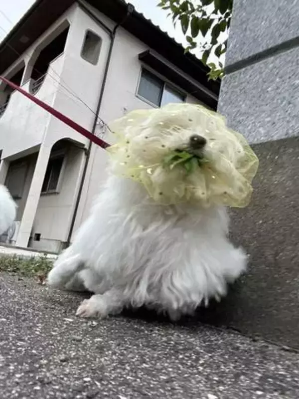 愛犬の〝拾い食い癖〟　飼い主が考えた対策とは…「わが子を守れるのは飼い主だけ」