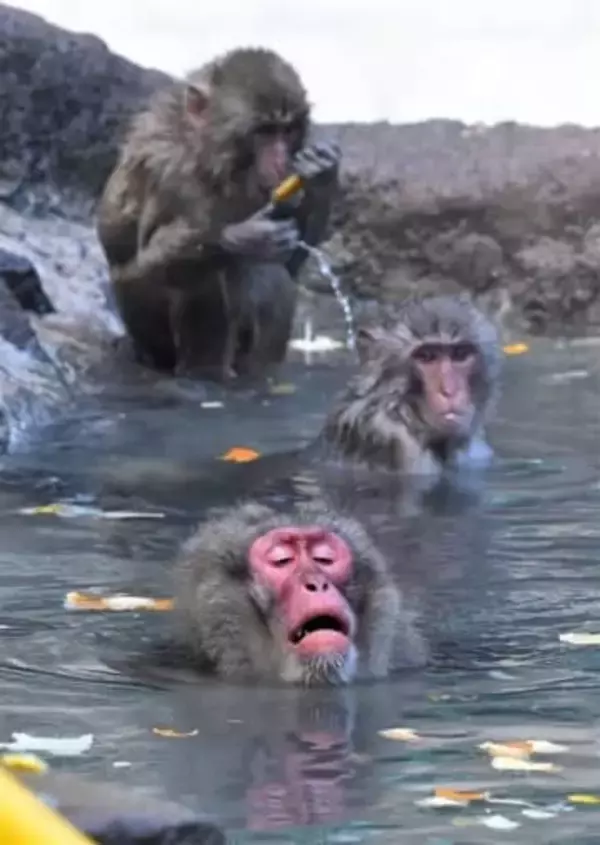 「ゆず湯」でサルもぽっかぽか　福岡市動物園が冬至前の12月21日に催し