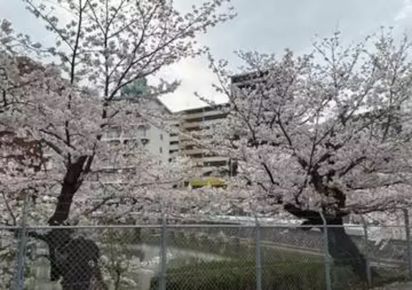 福岡・春日市で樹齢100年の桜伐採へ　消えゆく西鉄ライオンズゆかりの名所・龍神池　住民「後世に残して」