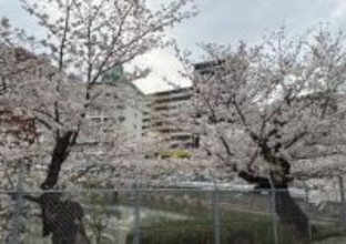 何とか残せない？　かつての名所、福岡・春日市の龍神池の桜伐採へ　樹齢百年の老木も