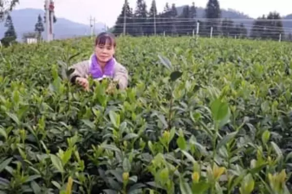 中国で抹茶生産が急拡大、日本をしのぐ勢い　九州の産地に懸念も