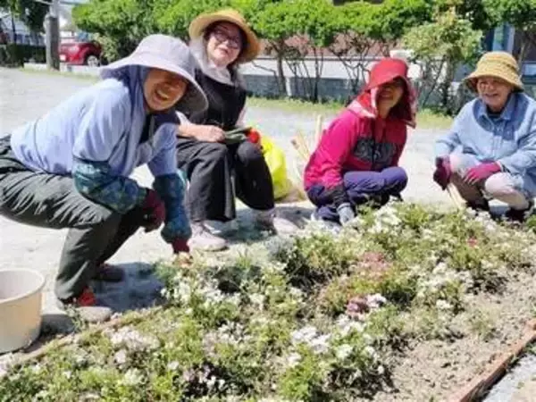 福岡・八女市のミニバラ「八女津姫」楽しんで　市民グループが植栽