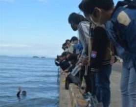 長崎・大村湾の海底「砂漠化」　磯焼けに危機感、再生へ小学生が海藻育て