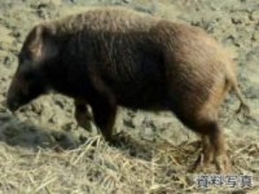 北九州市小倉北区でイノシシの目撃情報　黒原から小倉北区霧ヶ丘付近（3月5日午後3時ごろ）