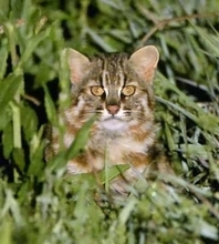 ツシマヤマネコの交通事故「非常事態」　長崎・対馬市で9匹死亡、親元離れたばかりの被害目立つ