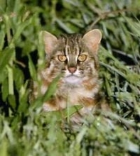 ［長崎県］ツシマヤマネコ「非常事態」　交通事故多発で県などが宣言　「暗い時間の運転、特に注意を」