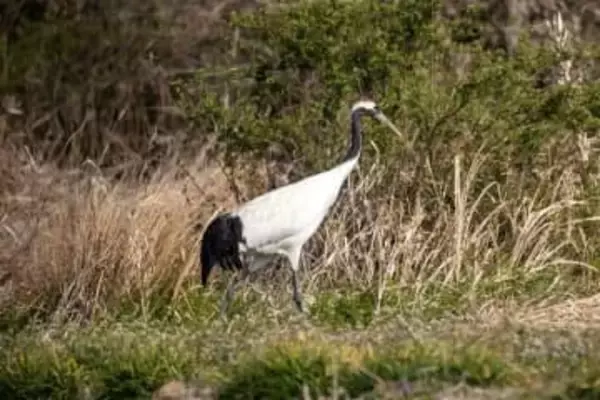 「風に流され福岡に？」豊前に迷鳥タンチョウ飛来　市内複数箇所を移動「静かに見守って」