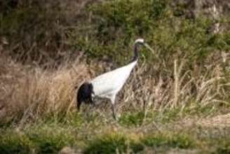 「風に流され福岡に？」豊前に迷鳥タンチョウ飛来　市内複数箇所を移動「静かに見守って」