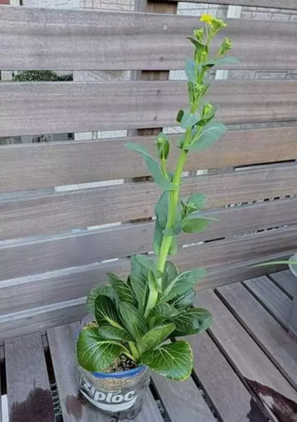 小松菜を「ジップロック」で育ててみたら…　葉物野菜の「驚異の生命力」と「有終の美」