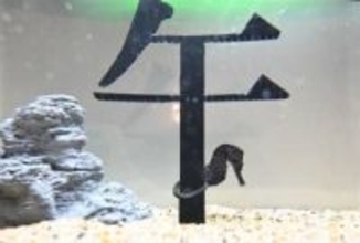 「ウマくいく1年に」長崎ペンギン水族館がクロウミウマ特別展示　1月31日まで