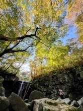 熊本・南小国町のマゼノ渓谷が紅葉シーズンへ　見頃は11月10日ごろから