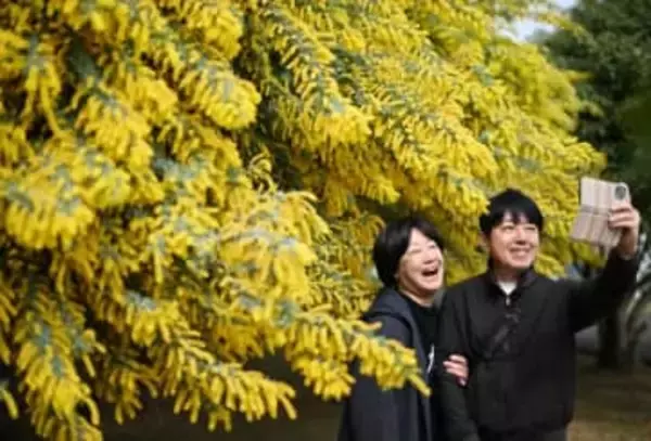 北九州市でミモザ見頃　3月8日の国際女性デー彩る