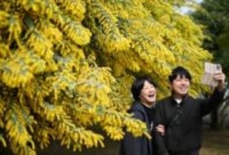 北九州市でミモザ見頃　3月8日の国際女性デー彩る