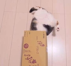 ダンボールに入った猫 ⇒ 目を離してたら…「ズコー！」とんでもない姿に「元気が出る」「気持ちが明るくなるよ」